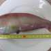 Il Pesce pettine (Xyrichthys novacula). Foto di Paucabot